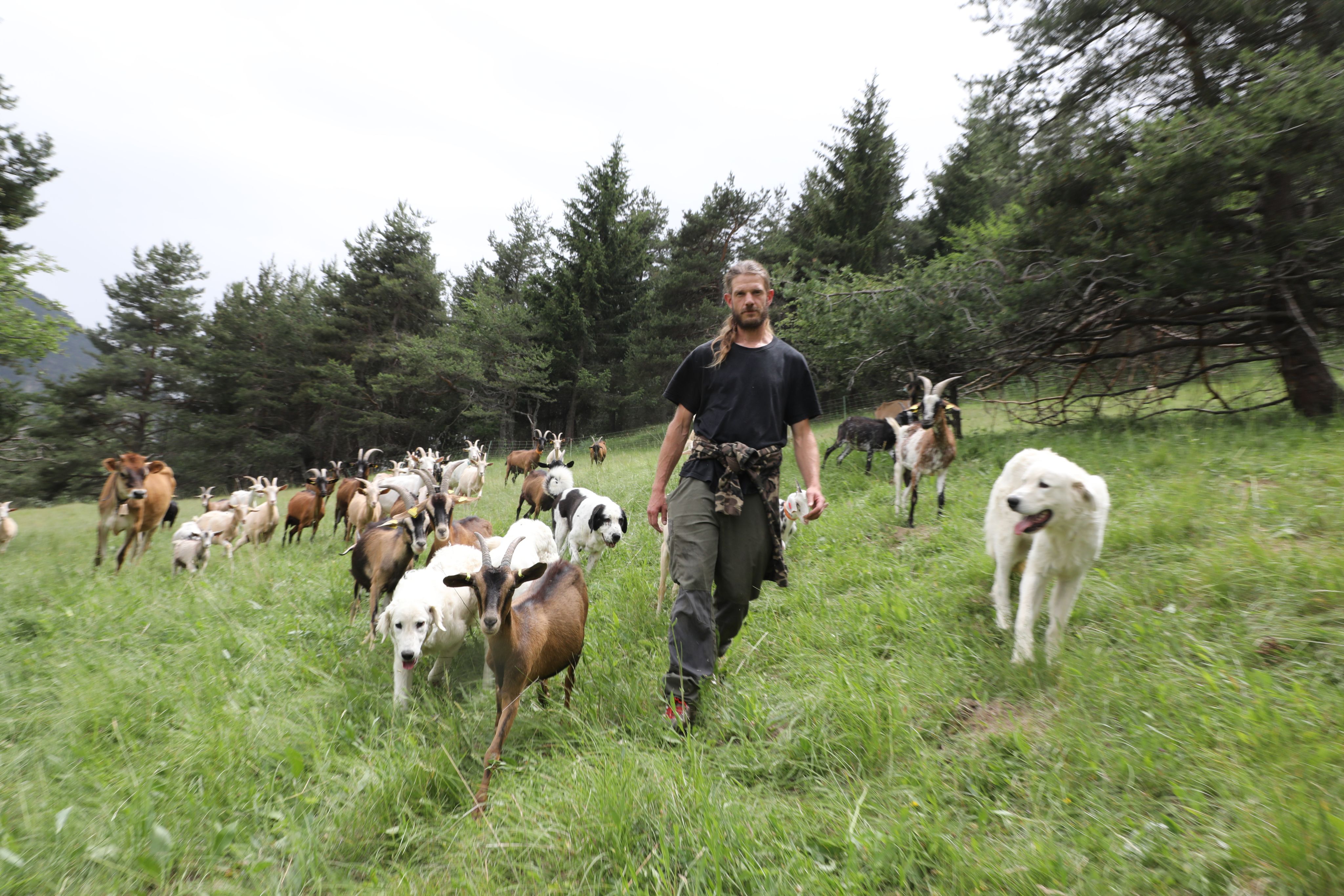 Simon Merveille élève un troupeau de chèvres dans le massif des Monges, gardé par plusieurs patous / Photo Eric Camoin